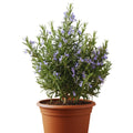 Rosemary Plant Live in Pot, Live Hardy Rosemary Plant, 5 to 7 Inc in Height Ready to Plant and Outdoor Garden