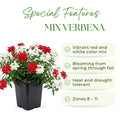 Set 2 Mix Verbena Plants, 4-8 Inc Tall, Red and White Blooms, Verbena Plants Live for Borders, Garden Beds and Containers