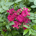 Bright Pink Rose Bushes Ready to Plant, Climbing Roses Live Plants Fragrant, 6-8 Inc Tall in Pot, Year-Round Blooming, Can Grow as Bush or Climber