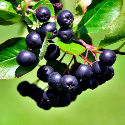 Black Chokeberry Plant Live for Planting 6-12 Inch Tall, Aronia Berry Plant Edible Berry