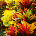 Croton Plant, 5 to 7 Inches Tall, Croton Plant Pot, House Plant Live for Gardening Indoor Outdoor, Live Croton Plant