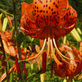 10 Tiger Lilies Bulbs for Planting, Turks Cap Lily Bulbs for Planting Outdoors, Annual Flower Bulb Garden