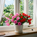 Spring Easter Cactus Plants Live, Holiday Easter Cactus Plant, 2 Inches Pot, 4-6 Inc Tall, Vibrant Flowers, Easy Care Succulent for Indoor Outdoor Growing