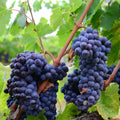 1 Purple Grape Vine Live Plants, Seedless Hardy Grape Fruit Plants, 1-2 Years Old for Outdoor, Grape Trees,
