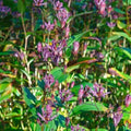 Pink Toad Lily Live Plant in 2.5 Inch Pot for Planting Indoor Outdoor