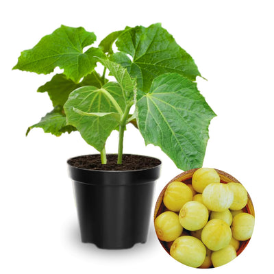 Set of 2 Live Lemon Cucumber Plants, 3 to 5 Inches Tall, 4 Inches Pot, Cucumber Plants Live