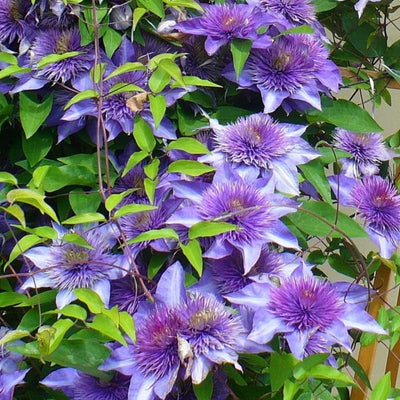 Clematis Vine Plant Live for Planting Outdoor, Clematis Plants Live, 4 to 6 Inch Tall, 2.5 Inc Pot, Perennial Fragrant Flowers Plant, Blue Clematis Double Flower