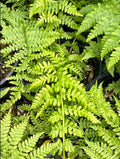 10 Lady Fern Bare Roots, 3 to 5 Inc Tall, Live Fern Plants Outdoors Ground Cover Plant Indoors