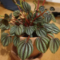 Peperomia Live Plant, Brown Peperomia Plant Live Houseplants, Live Peperomia Plant 4 Inches Potted Indoor Ornamental Plant