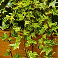 Ivy Plant Live Fast-Growing, Potted 3-5" in Tall, Climbing Indoor Outdoor Houseplant, Easy Care Trailing Vine, Fast Growing Small Starter Plant for Home Office Décor (Mini English Ivy)