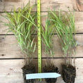 Ornamental Golden Grasses Live Plants Perennial, Yellow Japanese Grass, Cold Hardy Grass Live Plant in Fully Rooted in 2 1/4" Clumps
