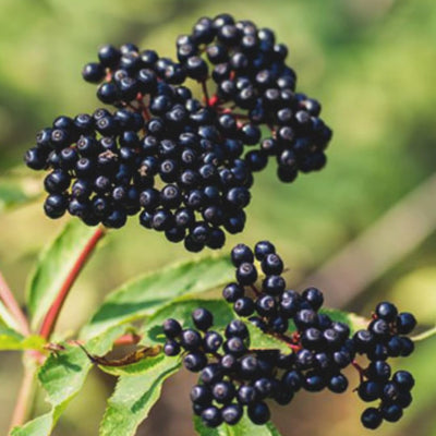 Sweet Elderberry Plant Live Tree 6-10” Tall, 1 Year Old Perennial Fruiting Shrub, Hardy Outdoor Elderberry Bush for Spring Planting, Edible Berries Garden Plant