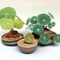 Hardy Stephania Cephalantha Plant, in 3.5" Pot, Caudex with Growth Starter, Unique Rare Succulent Vine Houseplant for Pots and Displays