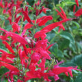 Red Pineapple Sage Live Plant, Red Salvia Plant Live Herb for Grow Indoors Outdoor in 3 Inch Pot