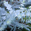Baby Blue Eucalyptus Live Plant in 2.5-Inch Pot, Fragrant Silver-Blue Eucalyptus for Indoor or Outdoor Growing, Well-Rooted Starter Plant