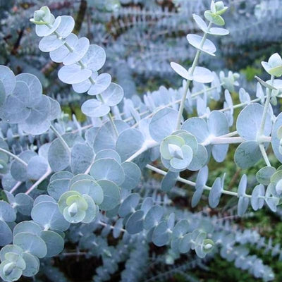 Baby Blue Eucalyptus Live Plant, 2.5" Pot, Well Rooted Starter Plant, Eucalyptus Plant for Indoor or Outdoor Growing