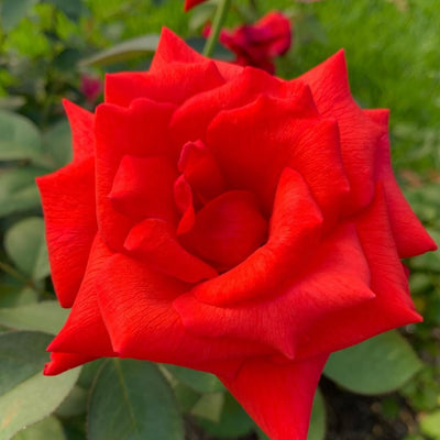 Red Orange Rose Bushes Ready to Plant, Climbing Roses Live Plants Fragrant, 6-8 Inc Tall in Pot, Year-Round Blooming, Can Grow as Bush or Climber