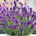 3 Lavender Plants Live Starter Plants 1-3" in Tall, Hardy Perennial Lavender for Garden and Landscape with Fragrant Purple Blooms, No Pot (Sensational)