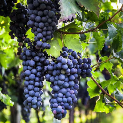 Purple Seedless Grape Vine, Hardy Grape Plant Live, 1-2 Years Old for Home Gardens, Trellises