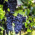 1 Purple Grape Vine Live Plants, Seedless Hardy Grape Fruit Plants, 1-2 Years Old for Outdoor, Grape Trees,