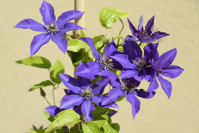 Clematis Vine Plant Live for Planting, Clematis Plants Live, 4 to 6 Inch Tall, 2.5 Inc Pot Well Rooted, Clematis Seeds Perennial, Purple Clematis