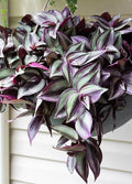 Wandering Jew Plant in 2'' Pot, Tradescantia Plant Live, Tradescantia Trailing Vine, Fast-Growing Indoor Houseplant (Purple Tradescantia Zebrina)