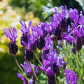 2 French Lavender Plants Live Lavender Plants for Outside Inside, 4 to 6 Inches Long, Perennial Flower Plant Gardening