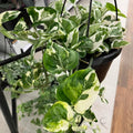 White Pothos Live Plant, Live Pothos Plant, Variegated Pothos Plant Live in 4 Inches Pot, Indoor Live House Plant, House Indoor Plant