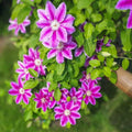 Pink Clematis Vine Plant Live for Planting, Clematis Plant Live in 2.5 Inches Pot, Clematis Flowers Perennial