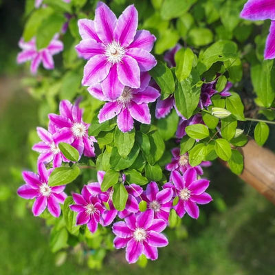 Pink Clematis Vine Plant Live for Planting, Clematis Plant Live in 2.5 Inches Pot, Clematis Flowers Perennial