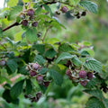 Raspberry Plant Live for Planting, Raspberry Bush Live Plant 6 to 10 Inch Tall, Sweet Raspberries Fruit (Purple Raspberry)