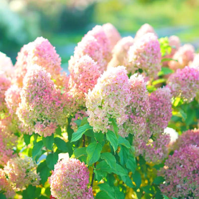Well-Rooted Hydrangea Live Plant in 2.5 Inch Pot, Hydrangea Tree Shrub Bush Perennial Outdoor Planting (Pink to White)