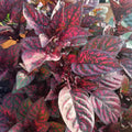 Red Polka Dot Plant, Polka Dot Plant Live Houseplants 3 Inches Pot