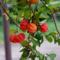 Cherry Tree Live Plant, Sweet Cherries Fruit Tree 4-8'' Tall, Tropical Fruit Trees for Planting Outdoor (Surinam Cherry Tree)