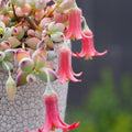 Cotyledon Pendens Succulent Plant 4 Inch Pot, Trailing Succulent Houseplant
