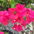 Pink Bougainvillea Plant Live, 4 to 6 Inch Tall, Summer Spring Blooms, Well Rooted