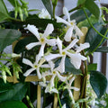 2 Star Jasmine Live Plants, Blooming Jasmine Plants Live, 5 to 7 Inc Height, Fragrant Flower Plant