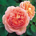 Live Apricot Orange-Pink Rose Bush Plant Live Shrub Rebloomer, Fragrant Rose Bushes Plant Live, Rose for Planting, Starter Size, 4 to 10 Inc Tall