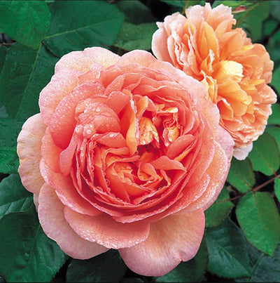 Live Apricot Orange-Pink Rose Bush Plant Live Shrub Rebloomer, Fragrant Rose Bushes Plant Live, Rose for Planting, Starter Size, 4 to 10 Inc Tall