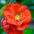 Orange Quince Flowering Plant, Double Quince Flower Shrub Outdoor Planting, 5 to 7 Inch Tall