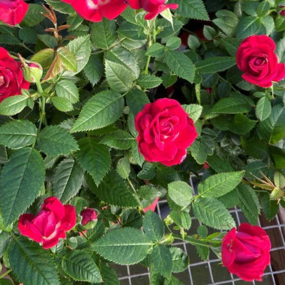 Mini Rose Bush Live Plant in 3.5'' Pot, Miniature Rose Plant Live, 3-5'' Tall, Mini Rose Plant, Live Flower Plant for Office and Home Decoration (Red)