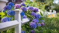 Winter Hardy Purple to Blue to Pink Shades Hydrangea Bush Tree Live Shrub Plant, 6-12" Blue to Smooth Pink to Purple Blooms, Established Roots, Dormant, No Leaf