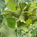 Hazelnut Tree Plant Live, Nut Tree, 1-2 Ft Tall