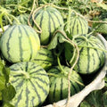 Live Sweet Watermelon Starter Plant, 3-5 Inch Tall