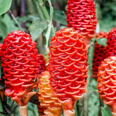 8 Shampoo Ginger Plants Live Roots, Awapuhi Ginger Bulbs Tuber for Planting, Zingiber Zerumbet Pinecone Ginger Plant, Red Ginger Lily Flowers Outdoor Growing