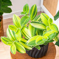 Velvet Tradescantia Live Plant in 3.5" Pot, Wandering Jew Plants Live Houseplants Large Size, Fast Growing Plant Indoor Outdoor