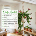 Curly Lipstick Plant Live, Red Curly Lipstick Plants Live Houseplants, 3 Inc Pot, 3-5 Inc Tall, Rare Trailing Indoor Plant for Home and Office Display