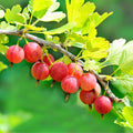 Red Gooseberry Live Plant, 5-7 Inch Starter Plant in Soil, No Pot - Edible Berry Fruit Shrub, Hardy Outdoor Garden Plant