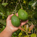 HASS Avocado Plant Live 6-10” Tall, Avocado Seedling Well-Rooted, Tropical Plant for Growing
