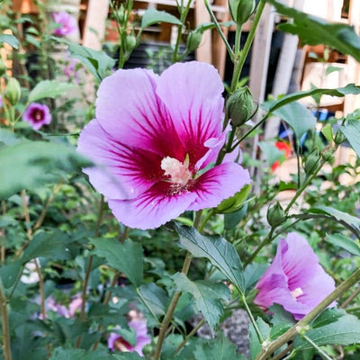 Purple Rose of Sharon Plant Live 4 Inch Container, Hardy Hibiscus Plant Live, Althea Hibiscus Syriacus Flowers